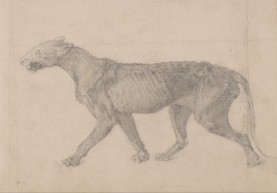 A Comparative Anatomical Exposition of the Structure of the Human Body with that of a Tiger and a Cow by George Stubbs